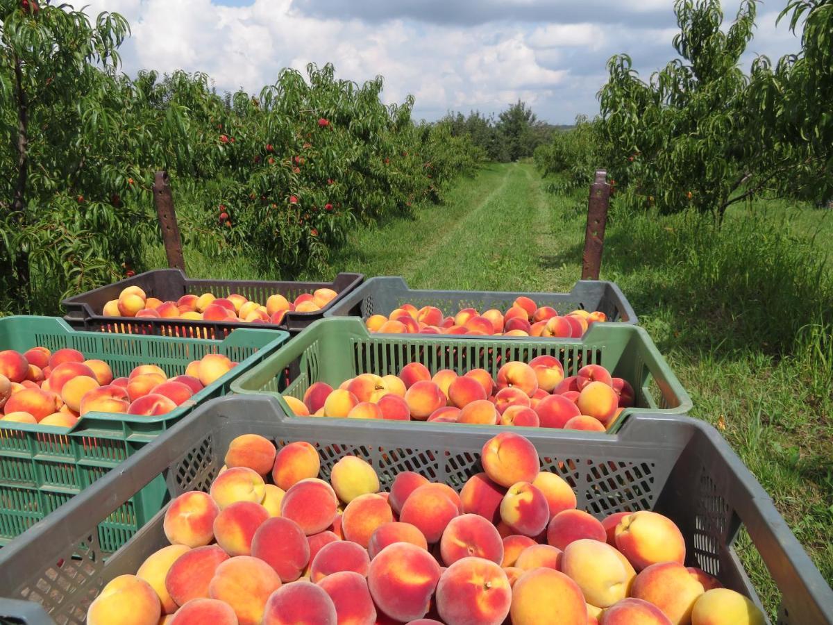 Agroturystyka Agnieszki Murszewskiej ซานดอเมียร์ช ภายนอก รูปภาพ